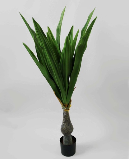 [1135-42] yucca elephantipes 