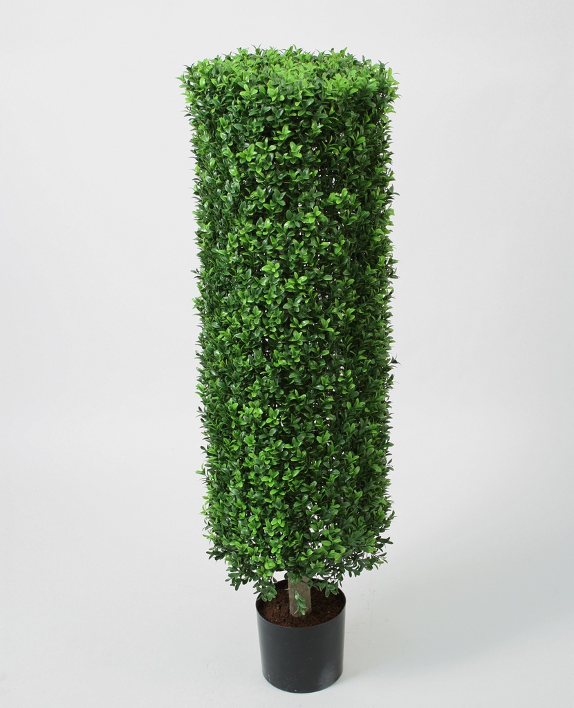 boxwood cylinder 
