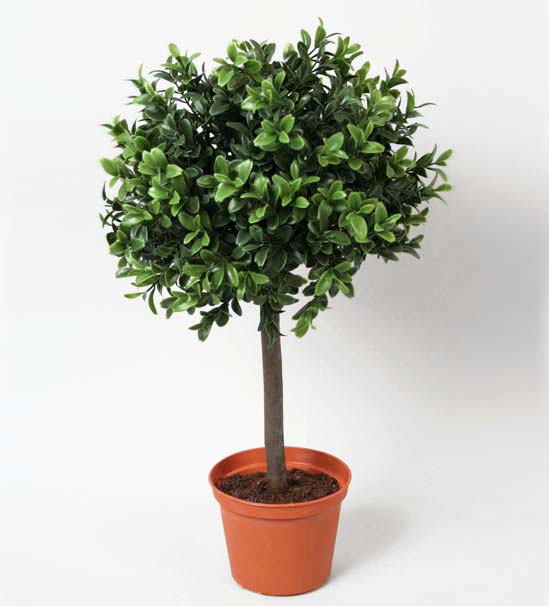 boxwood ball 