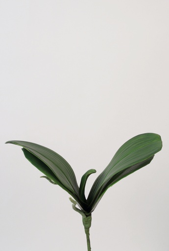 [6874] orchid leaf 