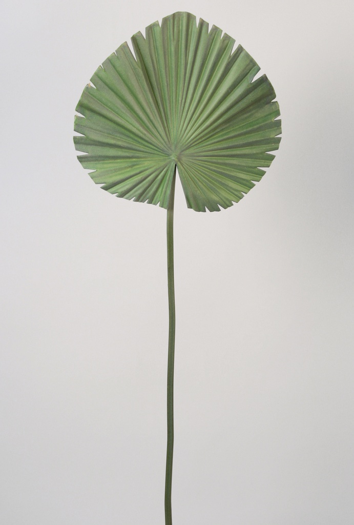 fan palm leaf 
