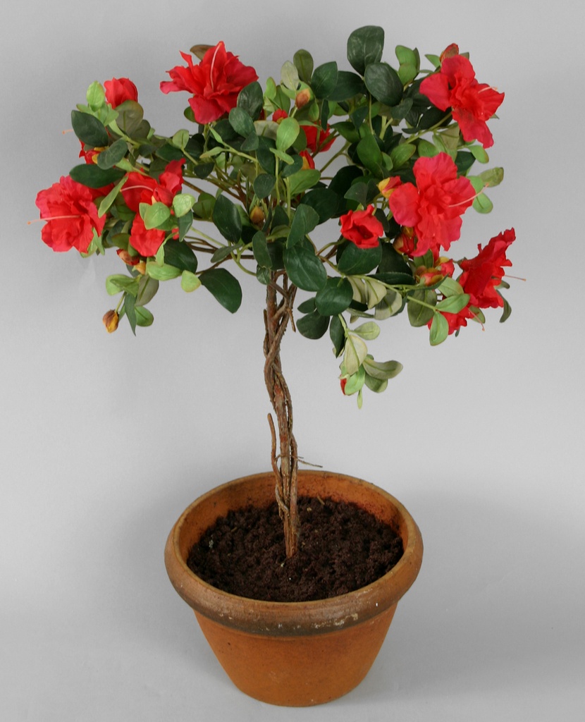 Azalea