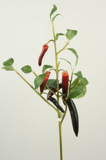 [6881] chili spray 