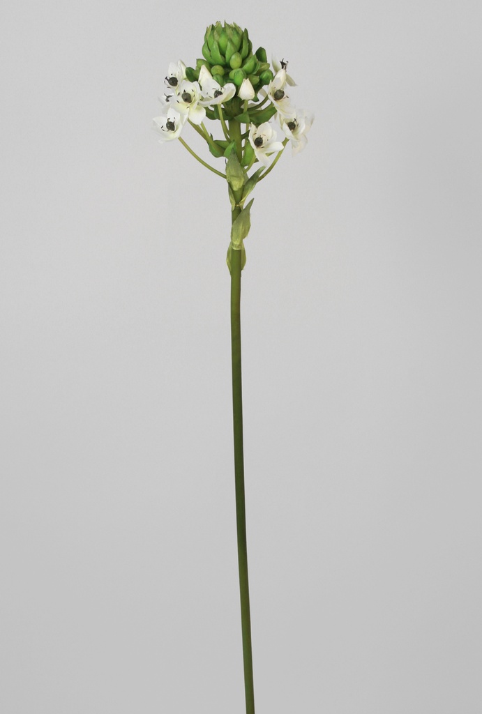 ornithogalum 