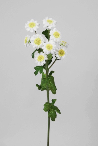 [6818] Gerbera daisy spray cream 