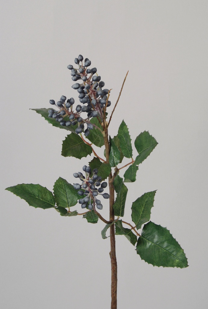 mahonia 