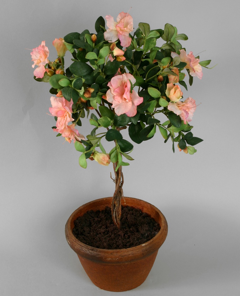 Azalea