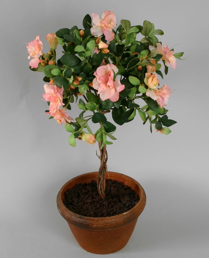 Azalea