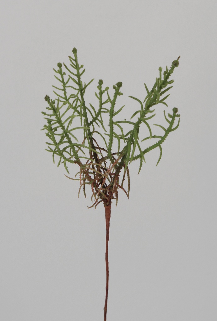 moss root 