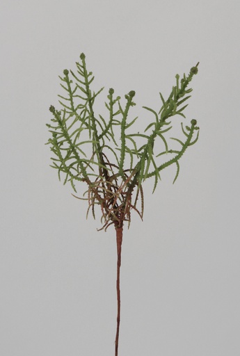 moss root 