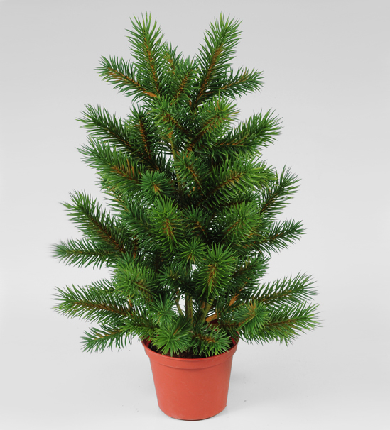 picea 