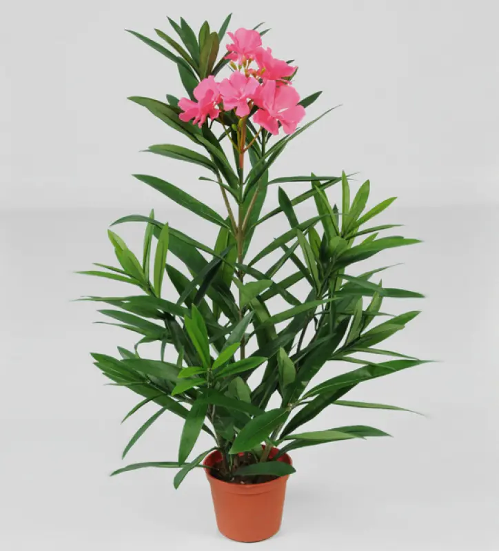 Oleander 