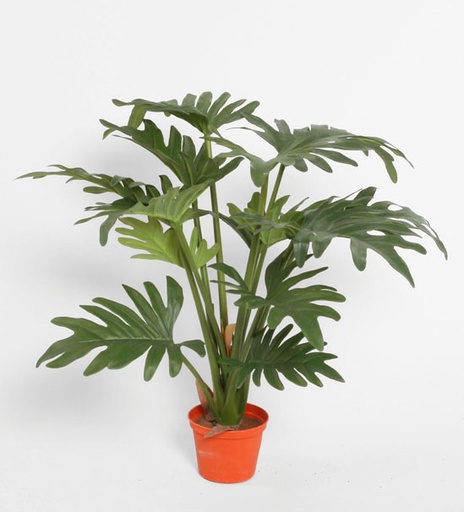 [5717] philodendron 