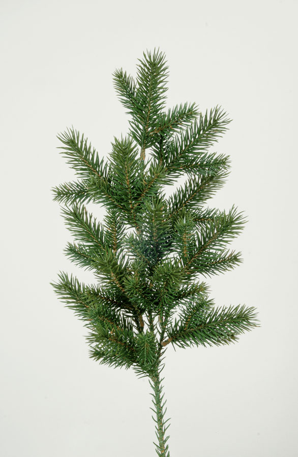 Picea Spray