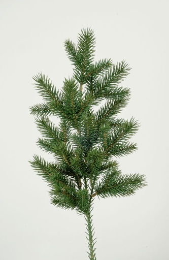 [5721] picea spray 