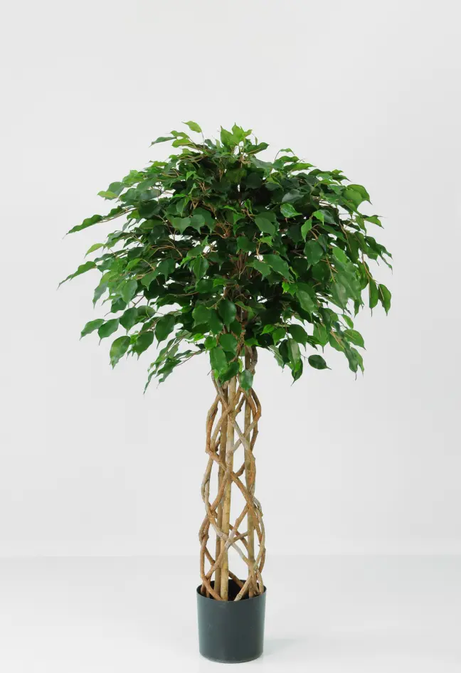 Ficus Exotica 