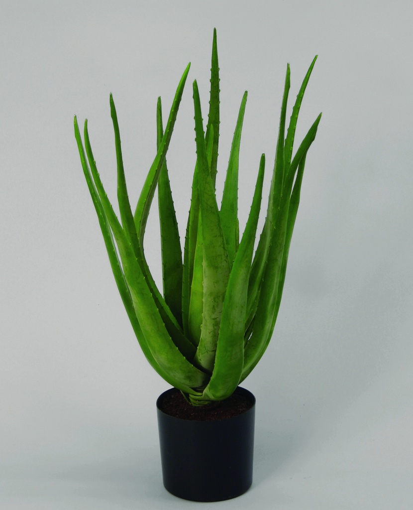 Aloe