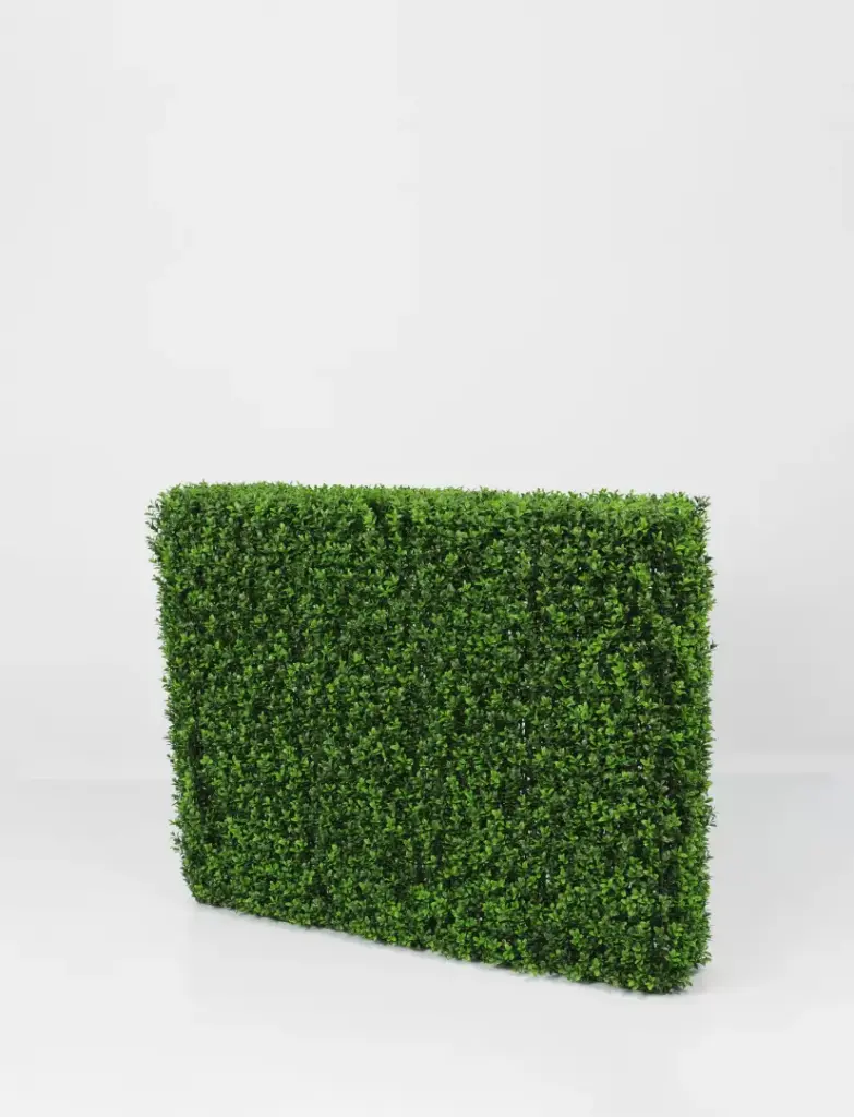 Boxwood Hedge 