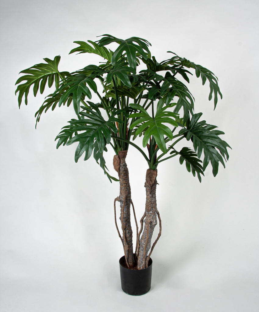 philodendron selloum 