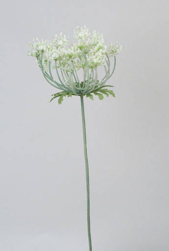 Queen annes lace 