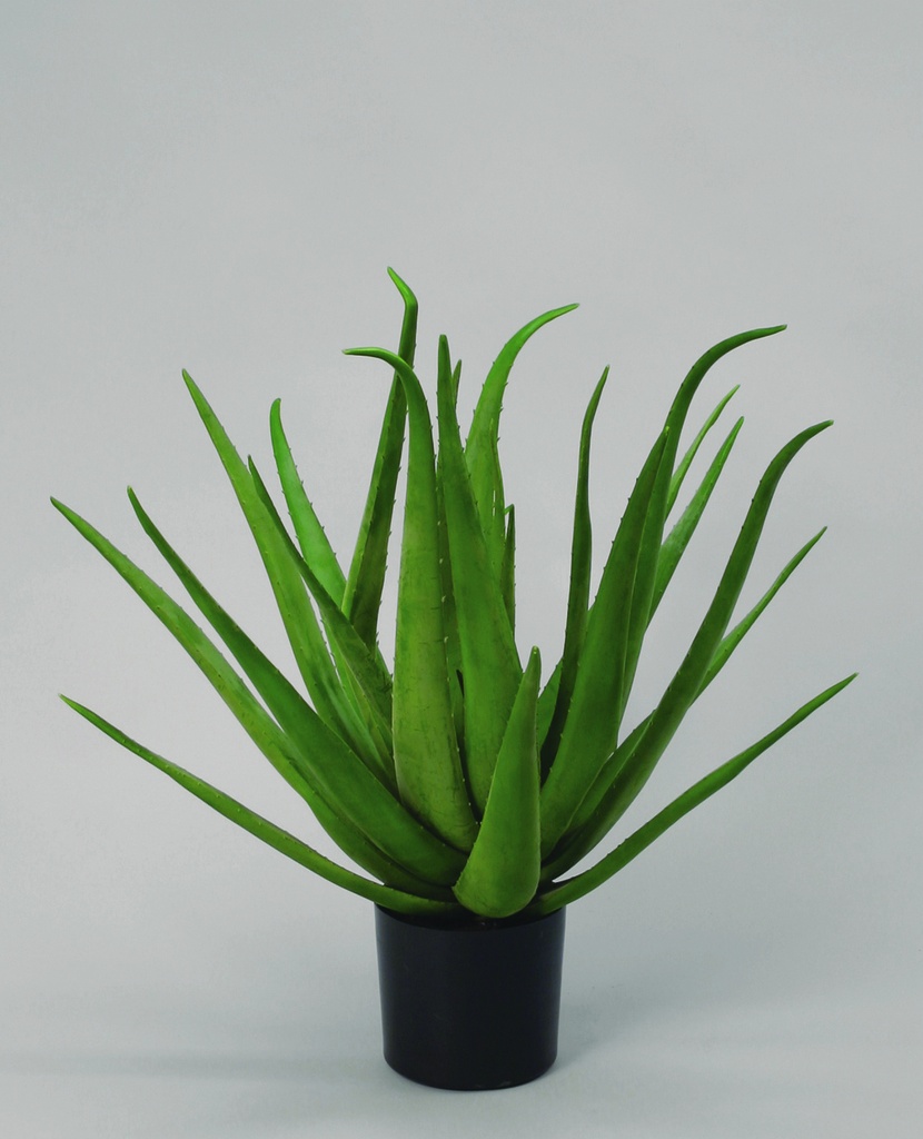 Aloe