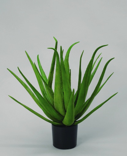 Aloe