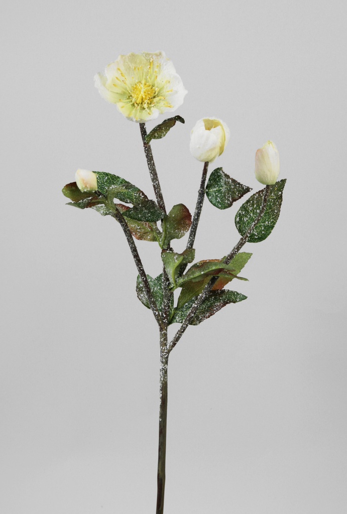 christmas rose spray 