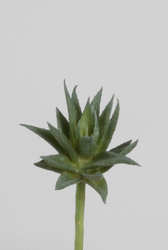 [6911] succulent 