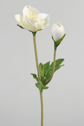 Christmas rose