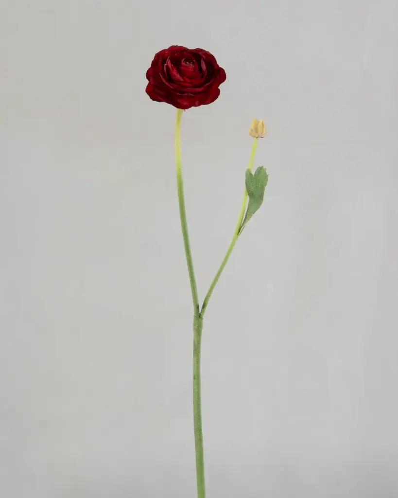 Ranunculus