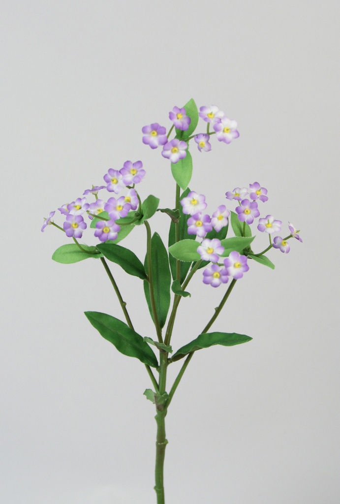 forget-me-not 