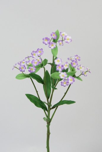 forget-me-not 