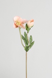 [9179] Christmas rose (Alternative 2)
