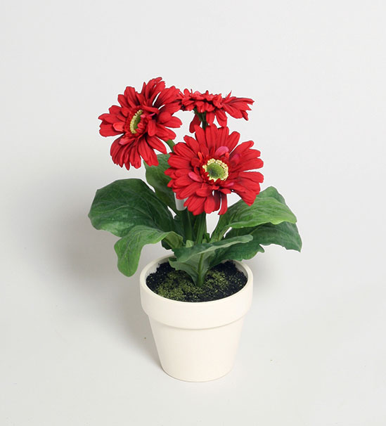 gerbera in pot 