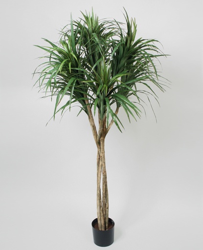 [1156-160] dracaena 