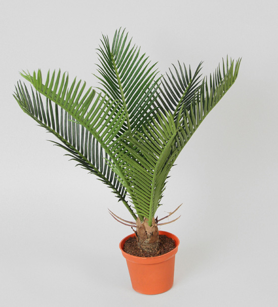 cycas palm 