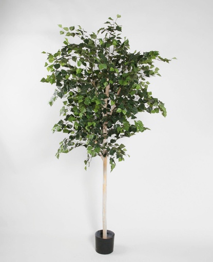 [1155-200] birch 