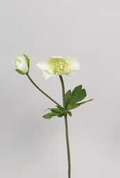 [9178-1] Christmas rose (Alternative 3)