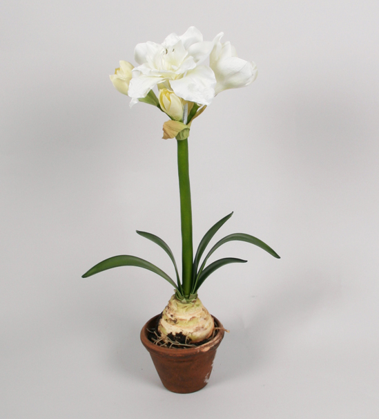 amaryllis in pot white 