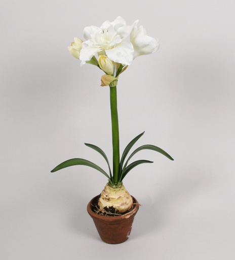 amaryllis in pot white 