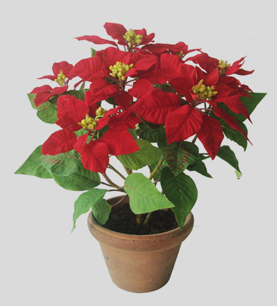 poinsettia in pot red 