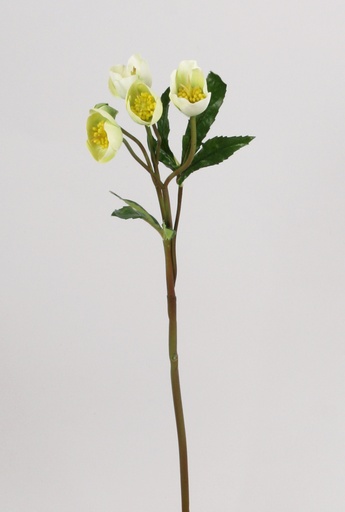 [6930] christmas rose 