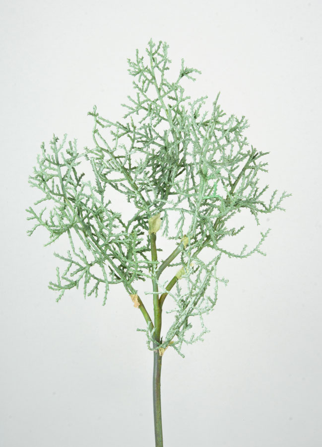 Cypress Spray 