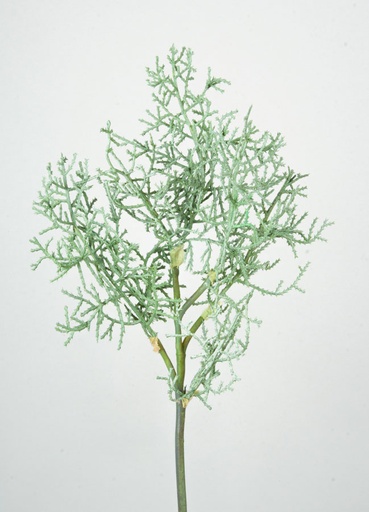 Cypress Spray 