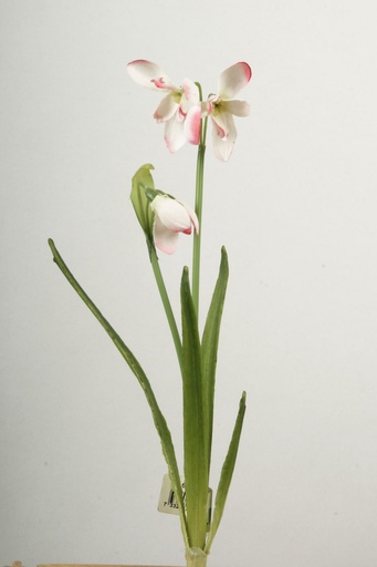 [6932] snowdrop 