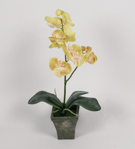 phalaenopsis in pot lime 