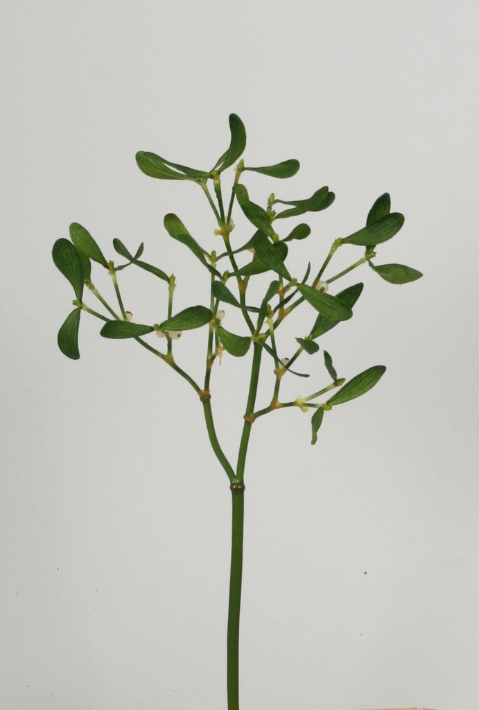 mistletoe 