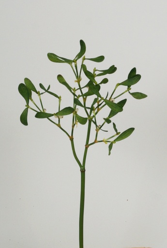 [6938] mistletoe 