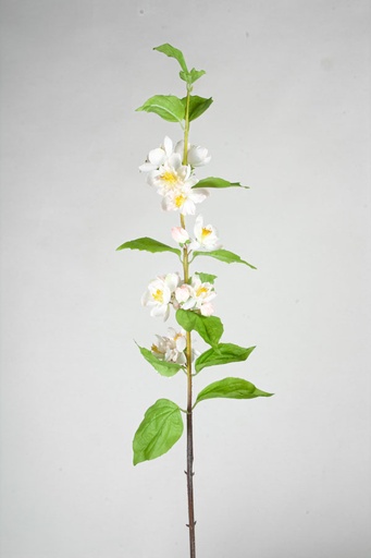 cherry blossom 