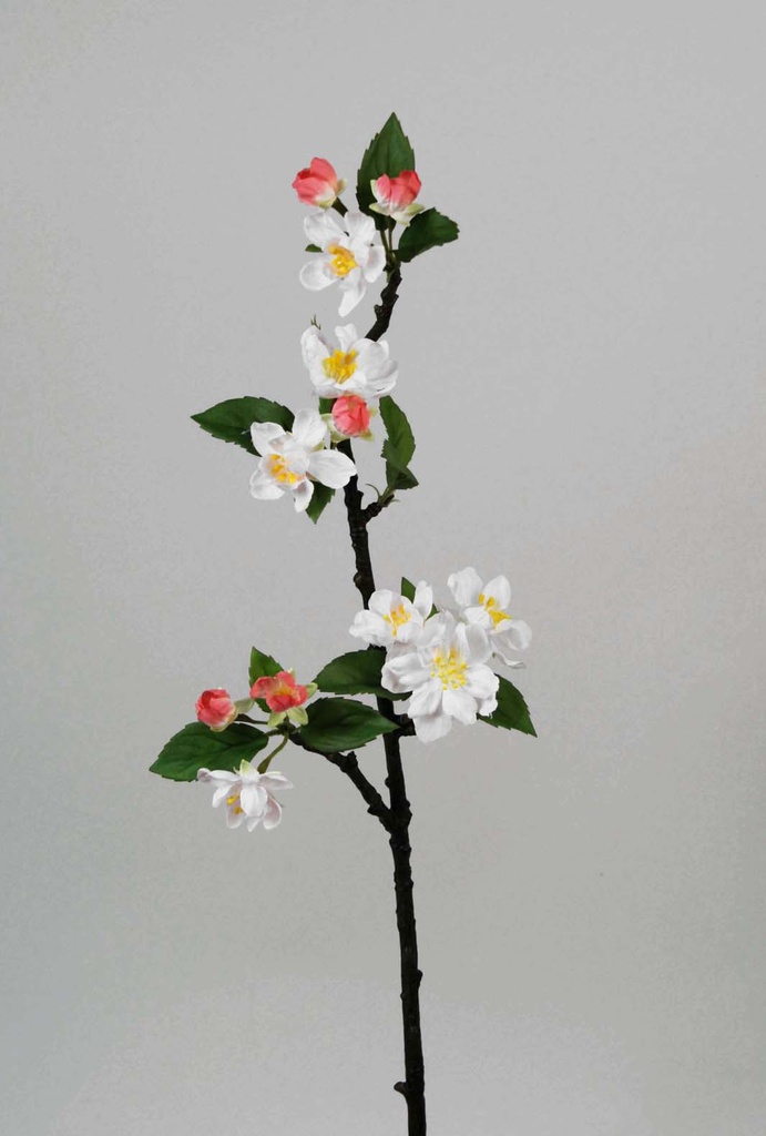 cherry blossom 